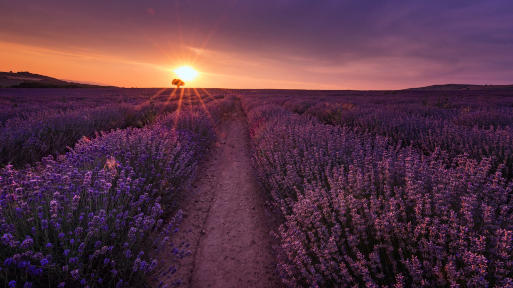 Field of Lavendar